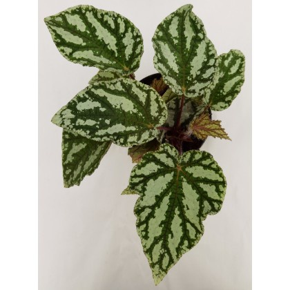 UnclePot】Cameron Begonia Leaf Series Large 秋海棠(Real Plant) Pokok Asam Batu  (chosen) (Indoor Plant) (Live Plant) | Shopee Malaysia