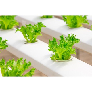 1 5 METER X 9 PRE HOLE Hydroponic Pipe iFertigasii 1 5 METER X 9 PRE HOLE Hydroponic Pipe iFertigasii