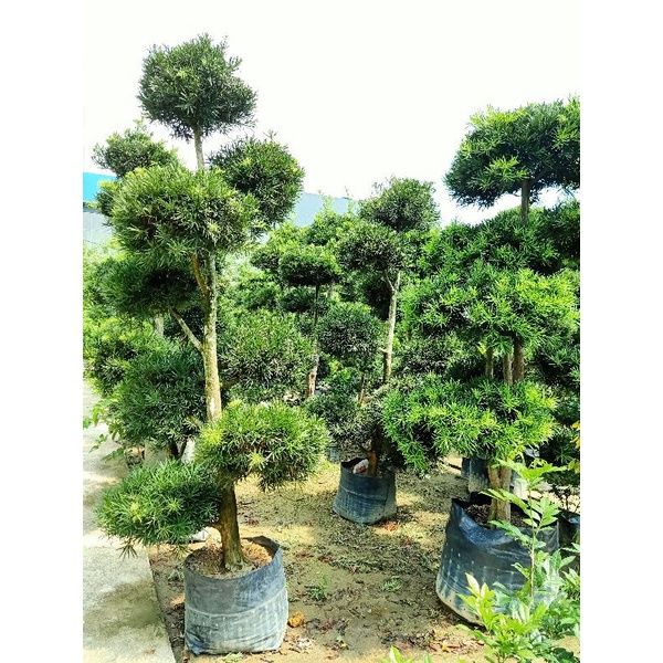 [Paling Horticulture Sdn Bhd] Bonsai Podocarpus {PLEASE PM} | Pokok ...