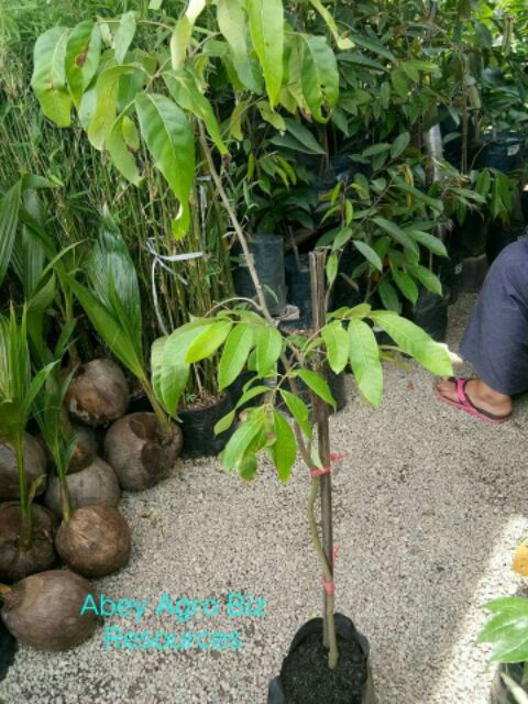 Buy Anak Pokok Laici Hybrid  SeeTracker Malaysia