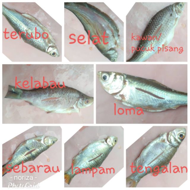 Ikan Pekasam PakBir/ PakBir fermented fish | Shopee Malaysia