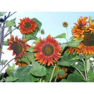 BIJI BENIH BUNGA MATAHARI VELVET QUEEN SUNFLOWER VELVET BIJI BENIH BUNGA MATAHARI VELVET QUEEN SUNFLOWER VELVET