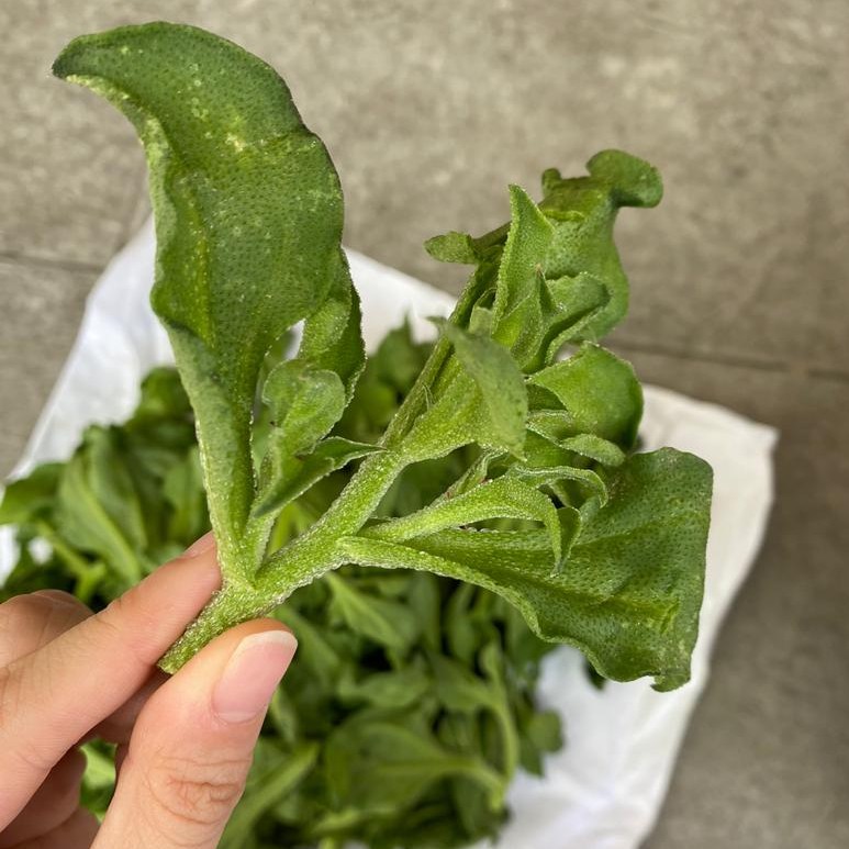 Ice Plant 冰菜 Cameron 金马仑 Shopee Malaysia