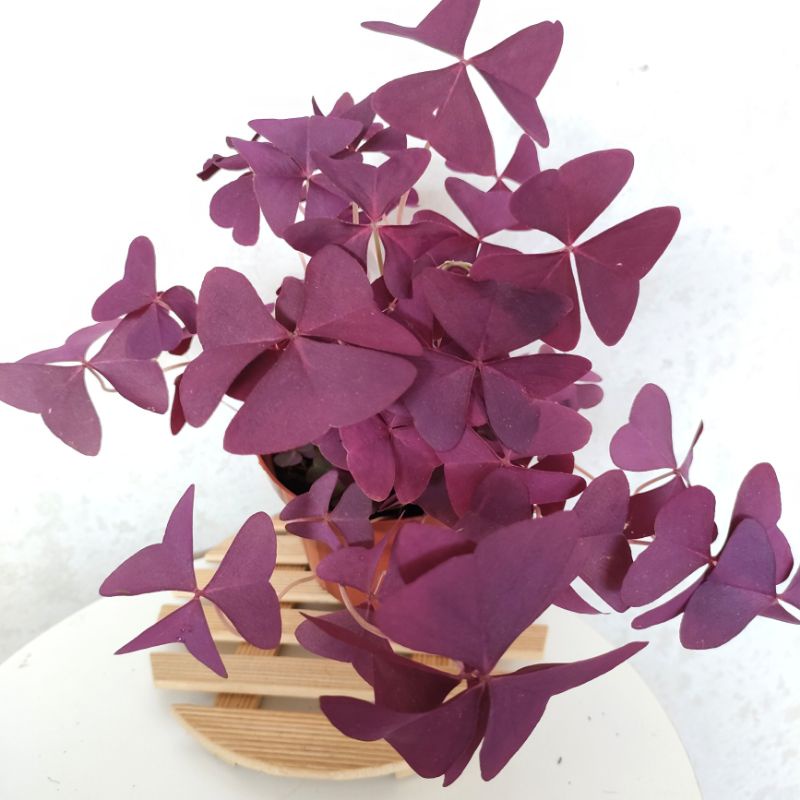 Buy S G Oxalis Triangularis Bunga Rama Rama Realplant Pokokhidup三角紫叶 Seetracker Malaysia