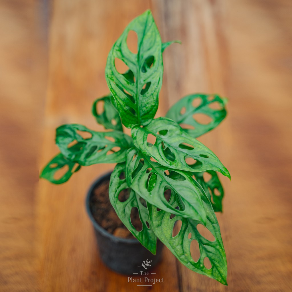 The Plant Project | Monstera Adansonii 龟背竹 Indoor Plant
