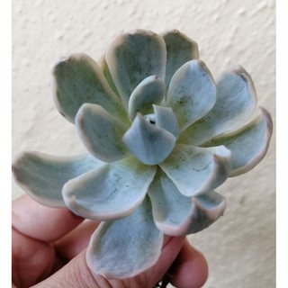 Succulent Plant Ready Stock多肉植物皮氏锦 Shopee Malaysia