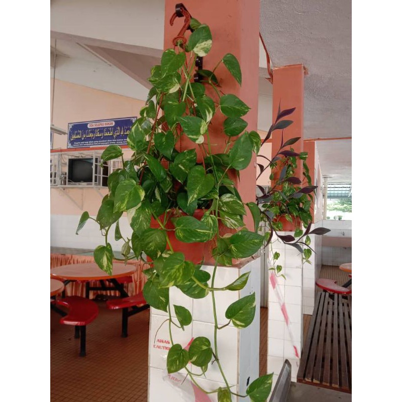 Money Plant / Pokok duit duit ( BACA DESCRIPTION SEBELUM ORDER ...