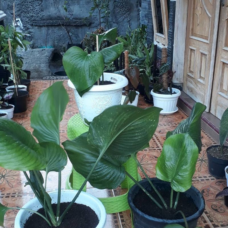 Anak Pokok Keladi Bakung Calathea Tapak Kuda Bunga Putih Shopee Malaysia