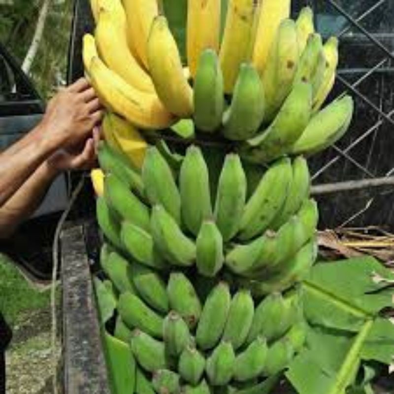 Buy Pisang Awak Legot Pisang Untuk Dibuat Goreng Pisang Seetracker Malaysia