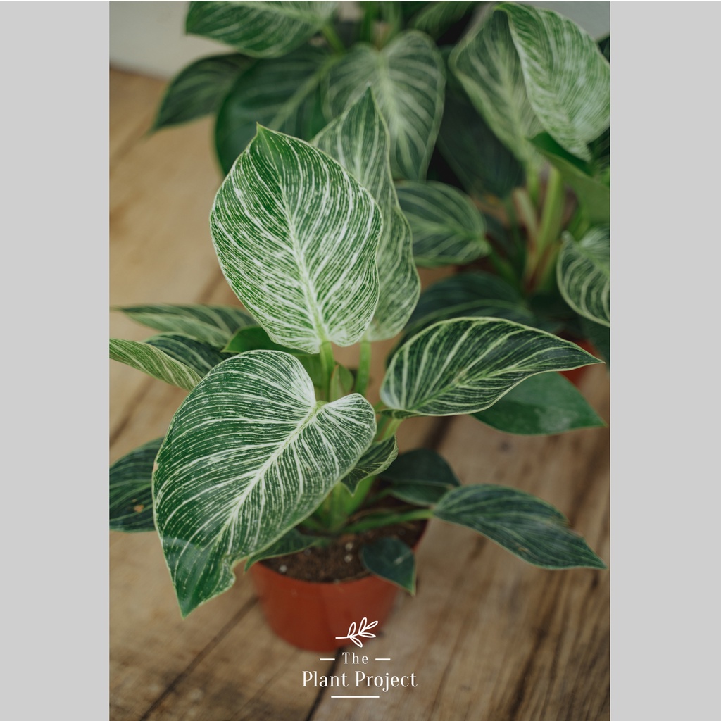 The Plant Project | Live plant Philodendron Birkin 蔓绿绒