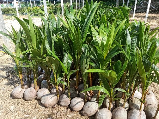 POKOK KELAPA SGG (CN16)