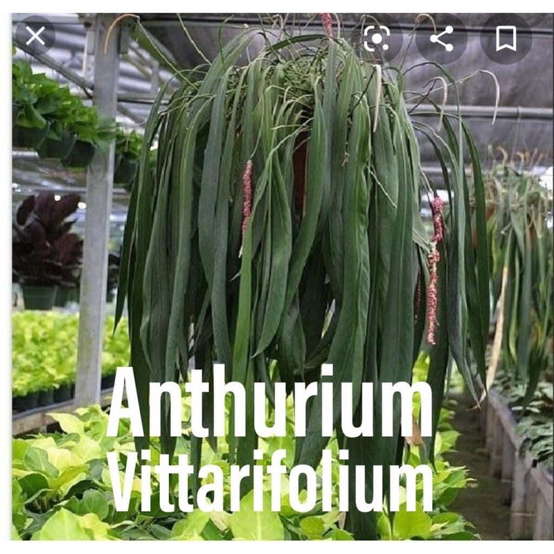 Buy Anthurium Vittarifolium Rare Plants Seetracker Malaysia