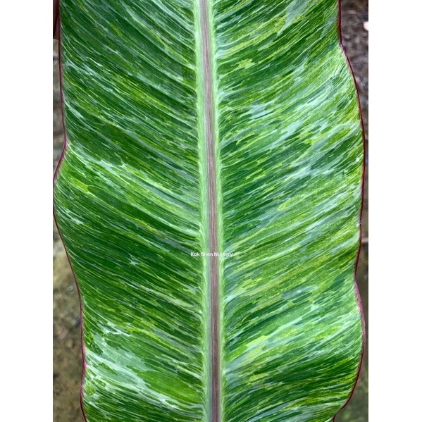 Musa Acuminata Colla Marble Leaf Variegated/Musa Banana Tree/Bunga Hidup