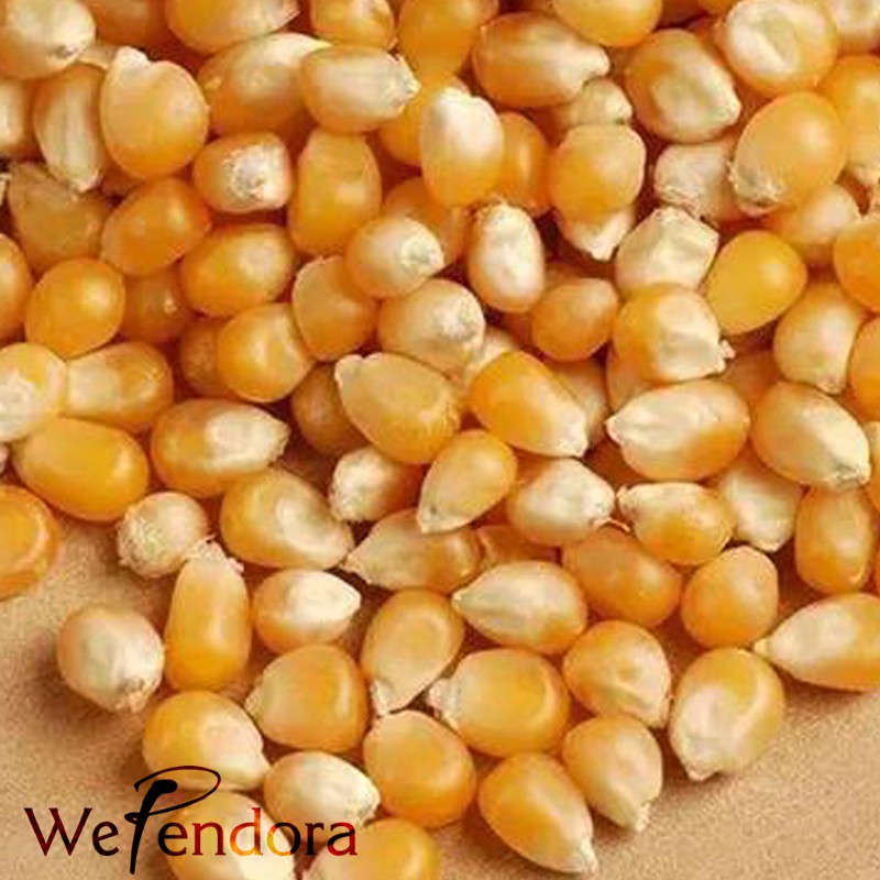 干玉米粒 Popcorn Kernel 500g 1kg Shopee Malaysia