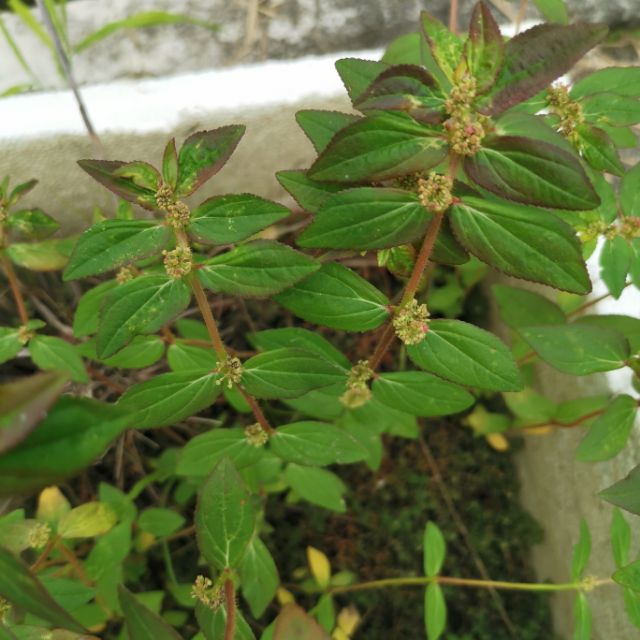 Euphorbia Hirta Pokok Ara Tanah Pokok Herba Pokok Susu Nabi Pokok Susu Kambing Shopee Malaysia