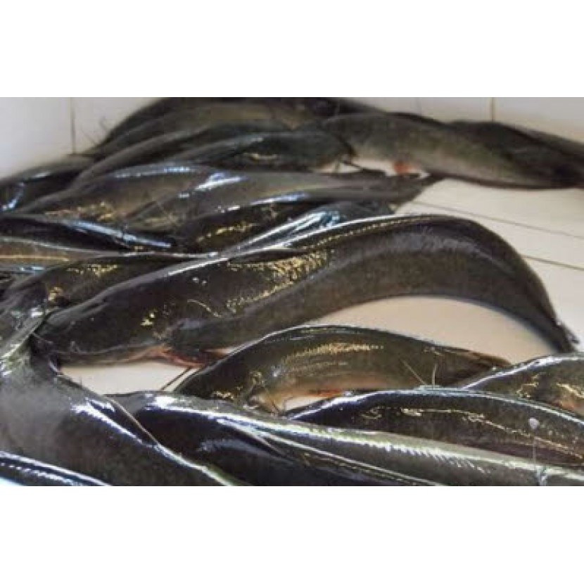 Ikan Keli Cat Fish Tch Frozen Food Fresh Frozen Seafood Wholesale Supplier Fillet Salmon Ayam Shopee Malaysia