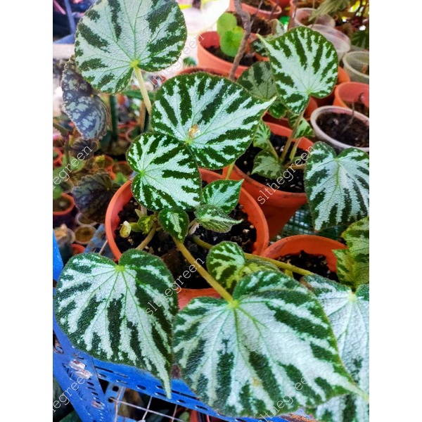 Begonia imperial ☘️ Ready Stock ?Real Plant by Slthegreen ? | Shopee  Malaysia