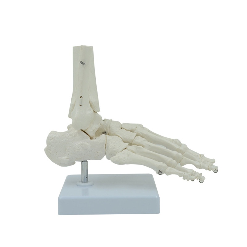 SA Human Foot Skeleton Model Life Size Right Fully Articulated Teaching Study Tool