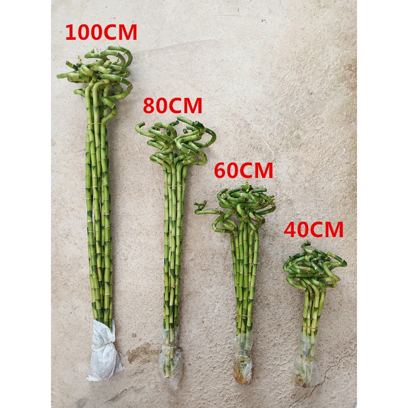 [2024 CNY] LUCKY BAMBOO 40CM/60CM/80CM/100CM(5 PCS)