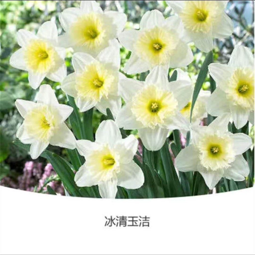 Dmzs 水仙花种球盆栽水养植物室内水培四季开花桌面风信子洋水仙花种子 Shopee Malaysia