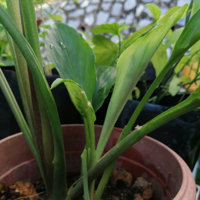 Gambar Pokok Kunyit Hitam Gambar Pokok Kunyit Hitam