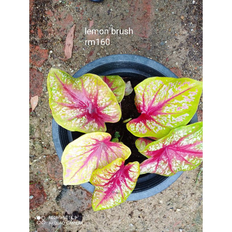 Buy Pokok Keladi Beyond Lemon Brush Seetracker Malaysia