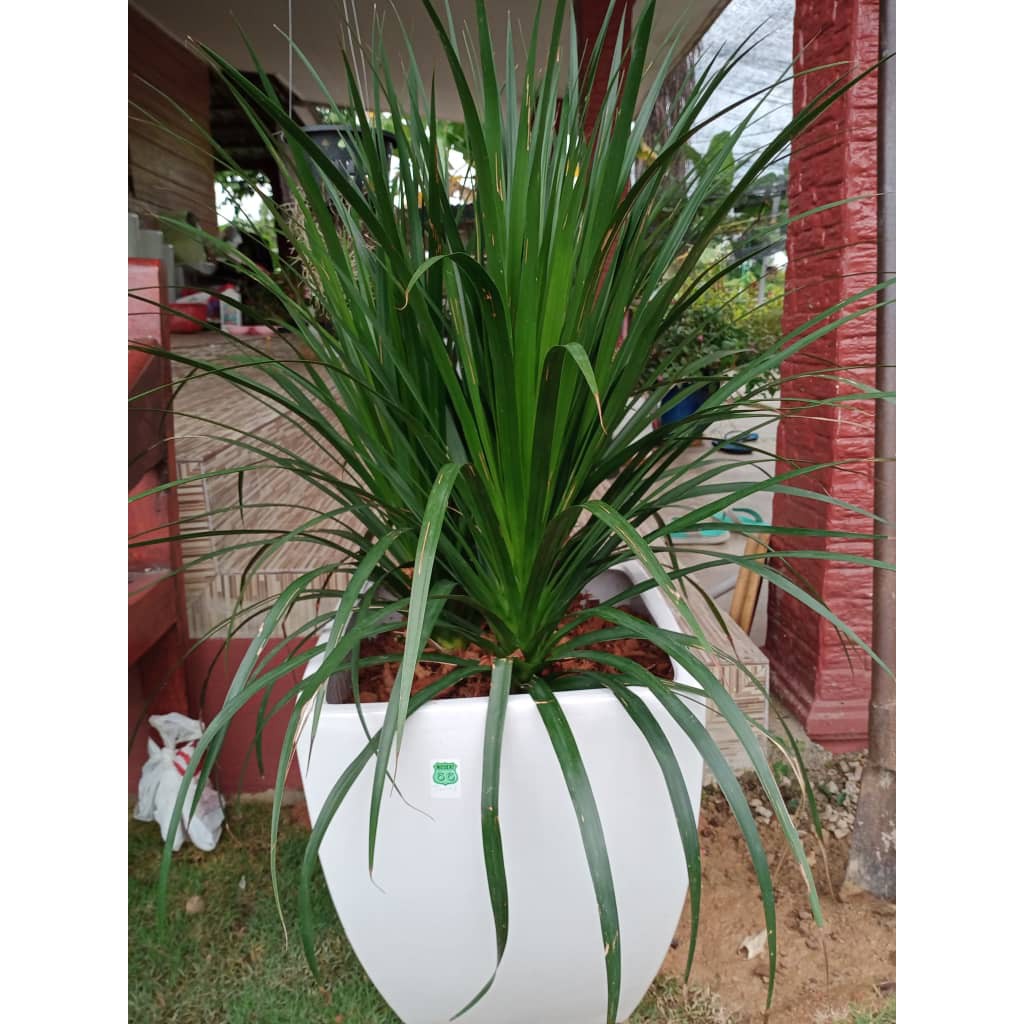 READY STOCK DRACAENA DRACO, POKOK DRACO, HIASAN HALAMAN RUMAH 