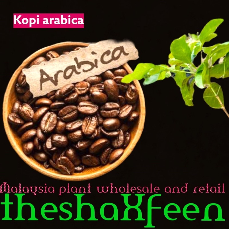 Pokok Kopi Arabica Theshaxfeen