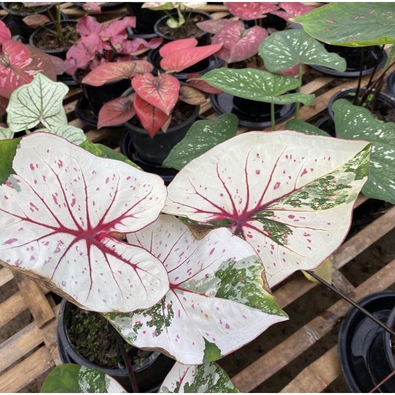 Holland Thai Caladium Keladi  Shopee Malaysia