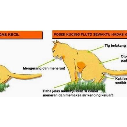 ▷ Cara Merawat Batu Karang Pada Kucing