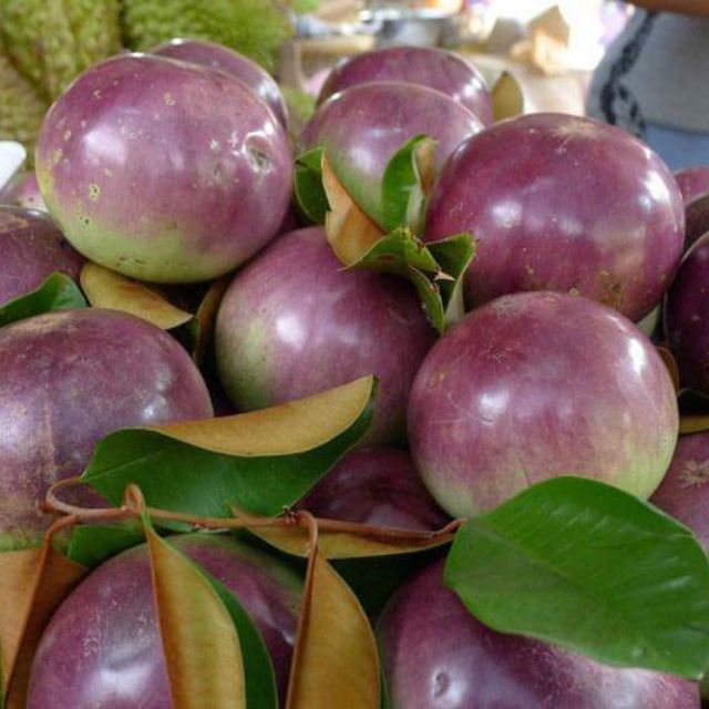 Pokok Buah Susu Vietnam Star Apple Shopee Malaysia