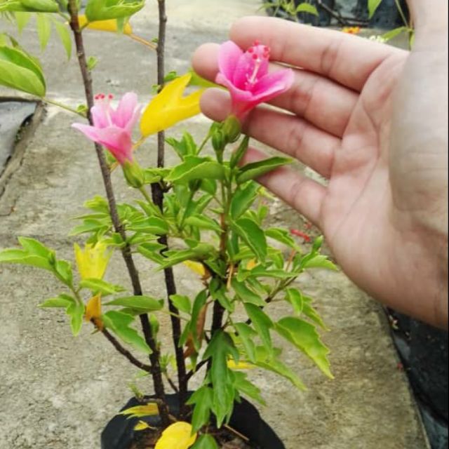 Pokok Bunga Raya Kecil Pokok Hidup Live Plant Hiasan Garden Outdoor Tahan Panas Dan Mudah Membiak Shopee Malaysia