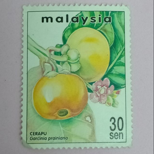 Buah Unik di Malaysia - Cerapu (Garcinia Prairiana)