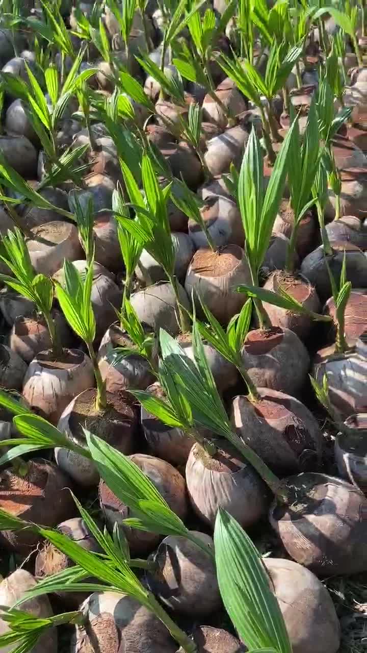  Anak pokok kelapa  pandan wangi Grade A Shopee Malaysia