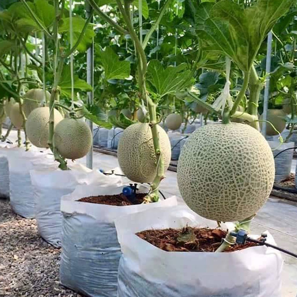 Buy New Baja Rock Melon Ab Fertigasi Hydroponics Aeroponic Hydroponic Rockmelon Fertilizer Nutrients Dan Baja Cde Seetracker Malaysia