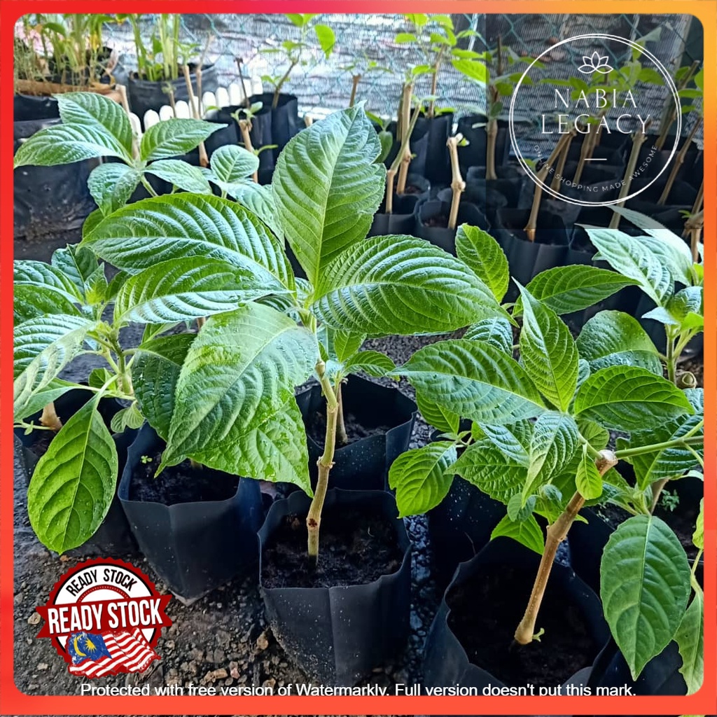 Pokok Ketum Ayam Madre De Agua Shopee Malaysia