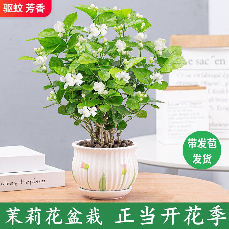妃 の 后宫 茉莉花盆栽带花苞浓香型好养带盆茉莉花苗室内外阳台驱蚊花卉植物flower Seedlings Shopee Malaysia