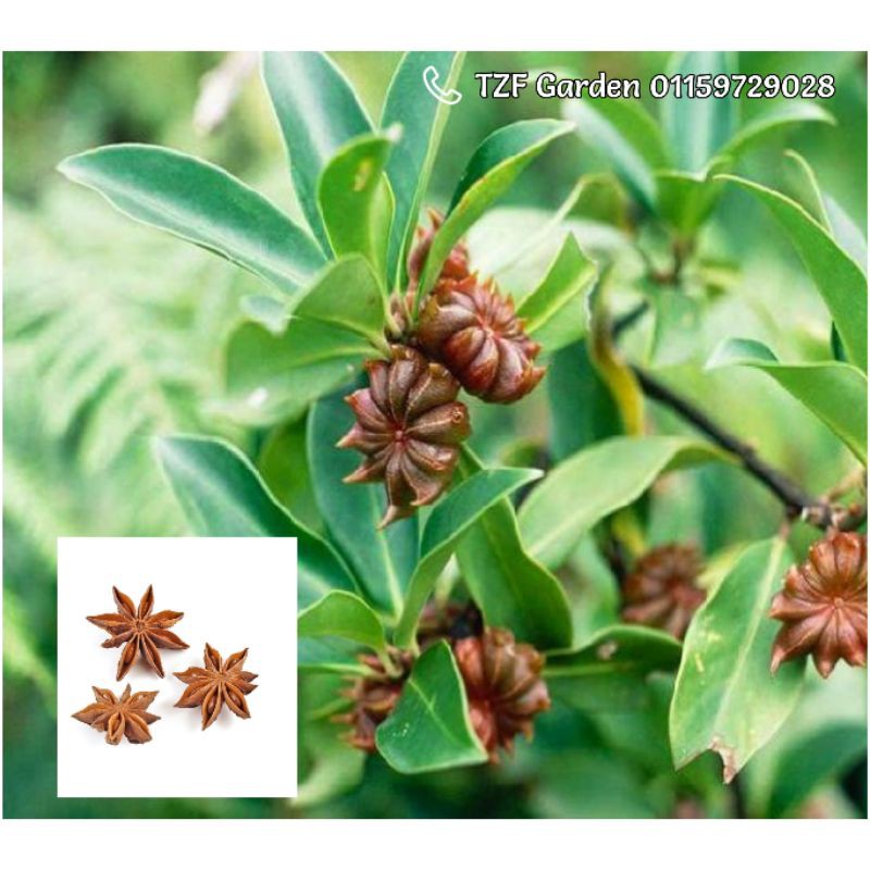 Pokok Bunga Lawang Star Anise Cengkih Kayu Manis Cinnamon Pelaga Cardamon Rempah Sekawan Herb Real Plant Shopee Malaysia