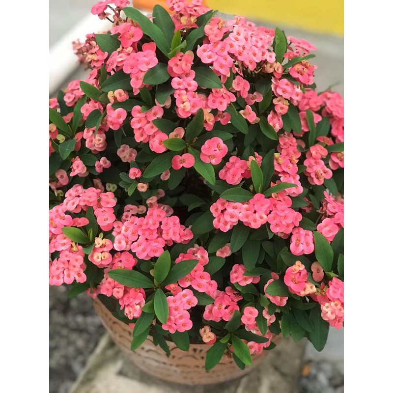Pokok Bunga Mahkota Duri Euphorbhia Home Deco Shopee Malaysia