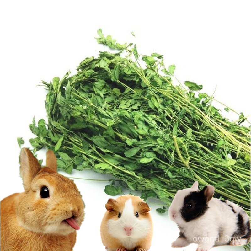 Rabbit Food 21年新苜蓿草紫花苜蓿草荷兰猪豚鼠龙猫牧草兔粮饲料兔干草0克