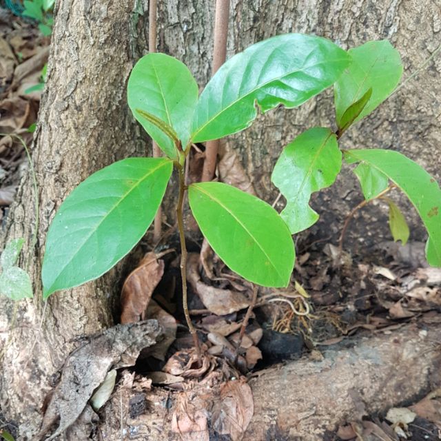  Benih pokok  ketapang india almond 1pokok 5 00 sahaja 