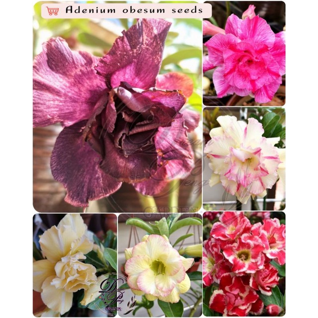 R S 现货 重瓣富贵花种子沙漠玫瑰种子adenium Obesum Seeds