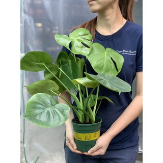 Discounts And Promotions From Gps Green Plant Society Shopee Malaysia