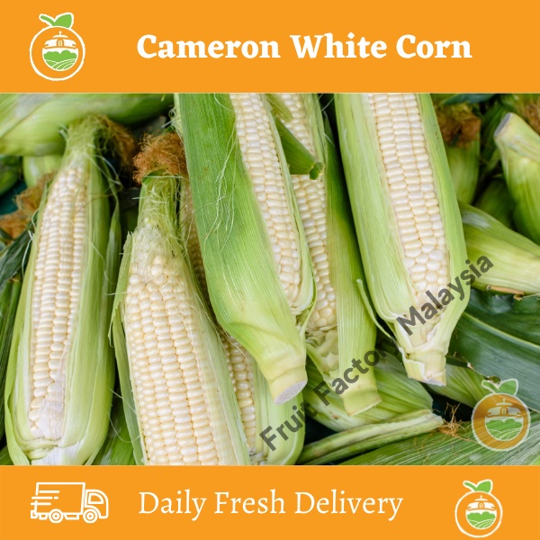 FRESH FRUIT VEGETABLE SWEET CORN (Jagung) (1pc +/-250g) [Fresh Produce]