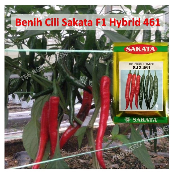 REPACKING] BENIH CILI KULAI SAKATA HOT PEPPER F1 HYBRID 461 