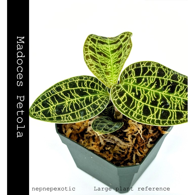 Lightning Jewel Orchid Macodex Petola Live Plant S Size Seedling | Shopee  Malaysia