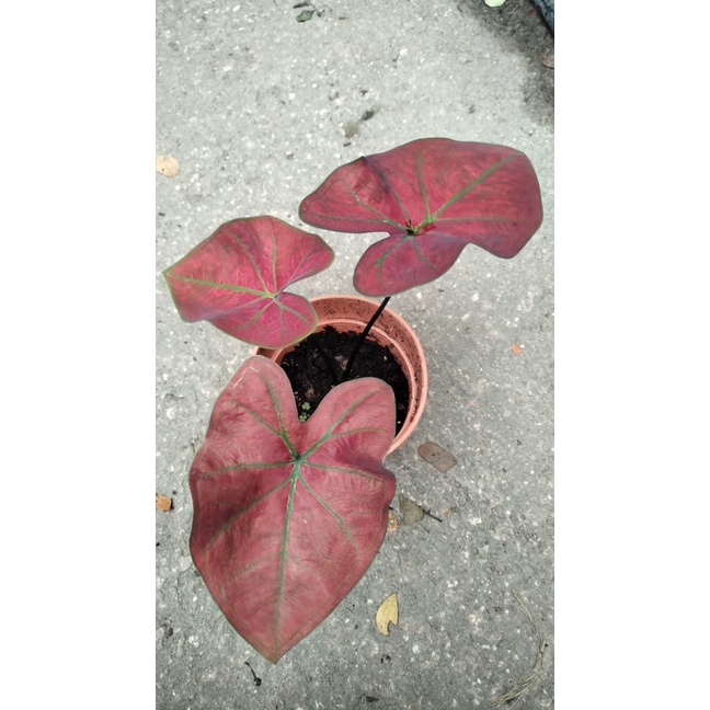 pokok keladi daun merah/ pokok keladi hiasan merah viral/ Pokok hiasan