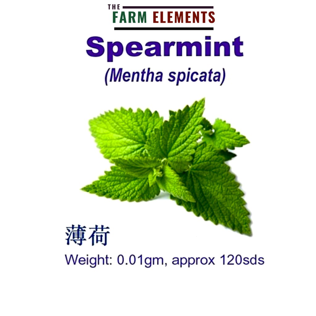 Wellgrow Spearmint Seed- Mentha Spicata (120 Seeds) WHT-薄荷 | Shopee ...