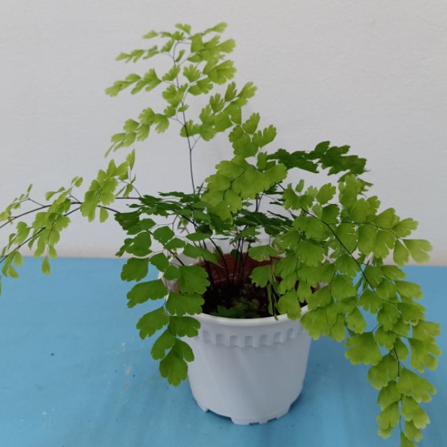 Adiantum Raddianum Indoor Plant House Plant Fern Delta