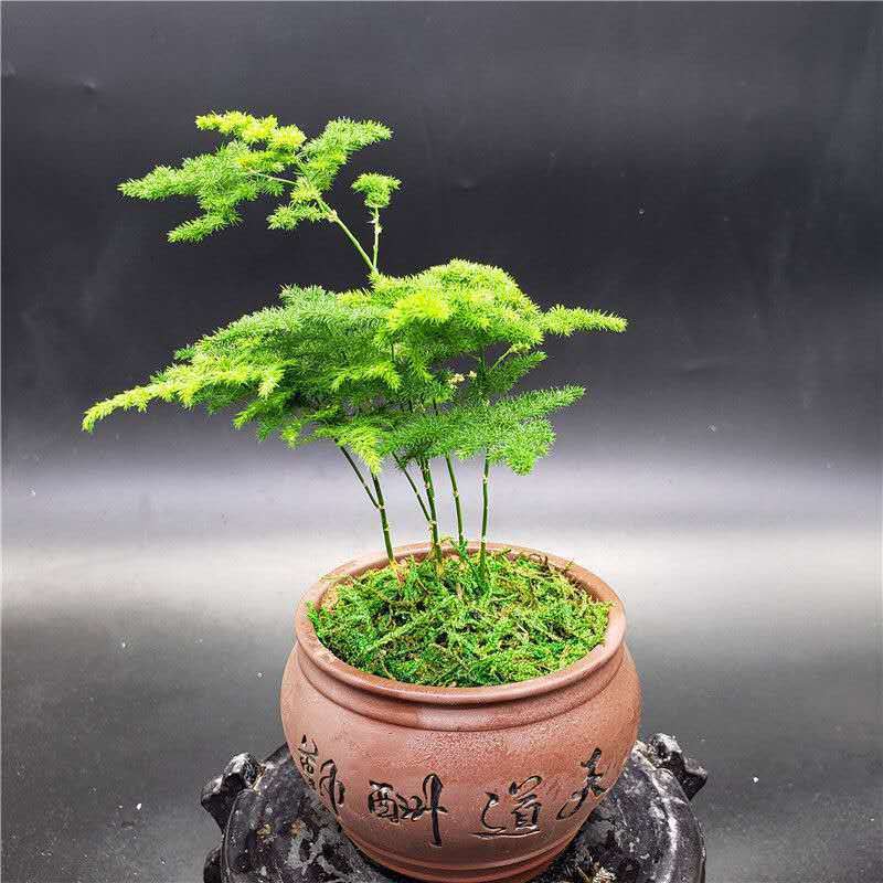 Home Decoration Green plants Artificial plant seed Tangshan Wenzhu Tangshan Dwarf Cloud Bamboo Rockery Bonsai Office Des